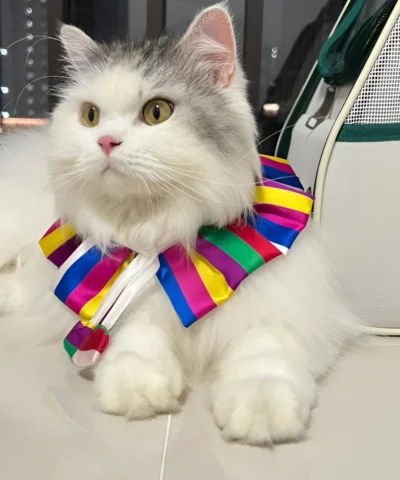 pet cloth and scarf, Pet Bandana, dark-colored rainbow