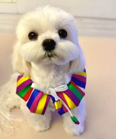 pet cloth and scarf, Pet Bandana, dark-colored rainbow