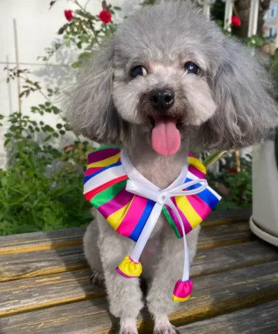 pet cloth and scarf, Pet Bandana, dark-colored rainbow