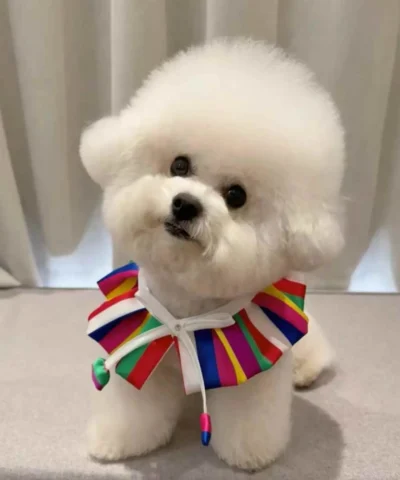 pet cloth and scarf, Pet Bandana, dark-colored rainbow