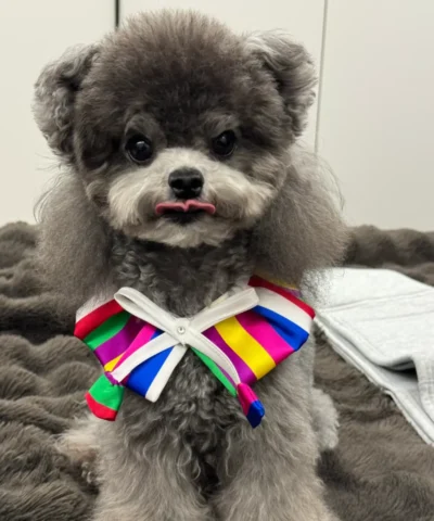 pet cloth and scarf, Pet Bandana, dark-colored rainbow