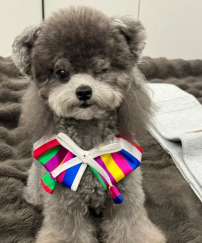 pet cloth and scarf, Pet Bandana, dark-colored rainbow