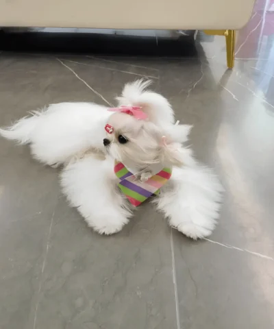 pet cloth and scarf, Pet Bandana, Triangle