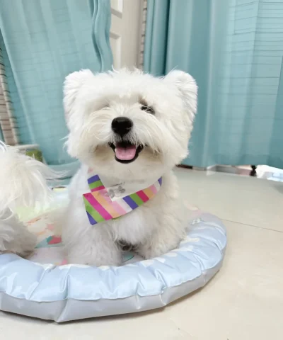 pet cloth and scarf, Pet Bandana, Triangle