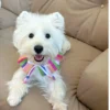 pet cloth and scarf, Pet Bandana, light-colored rainbow