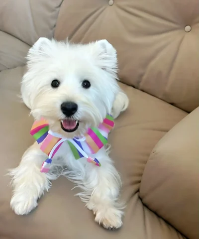 pet cloth and scarf, Pet Bandana, light-colored rainbow