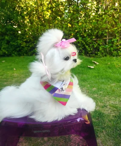 pet cloth and scarf, Pet Bandana, Triangle