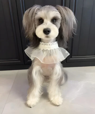 pet cloth and scarf, Pet Bandana